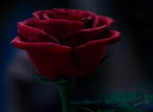 Beauty and the Beast Teaser