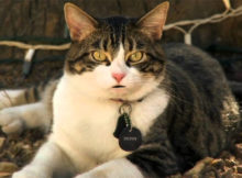 A Talking Cat movie review
