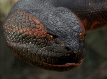 Anaconda movie review