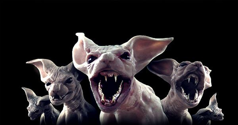 Moggy Creatures