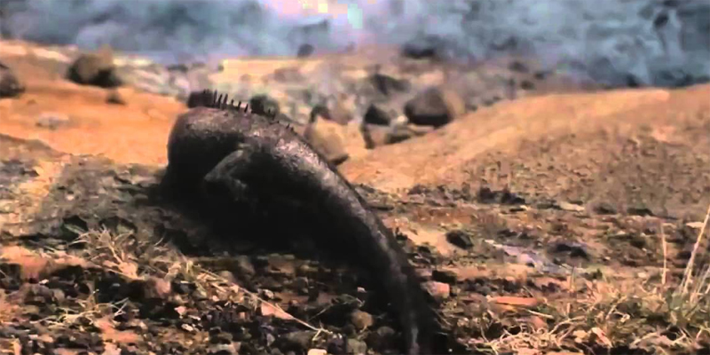 Creation Sequence From Noah