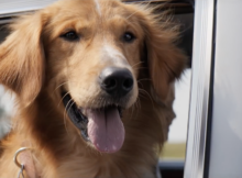 A Dog's Purpose movie review