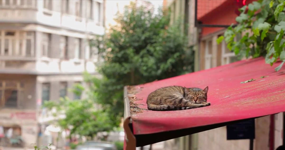 kedi documentary poster