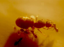 INSECT O CIDE
