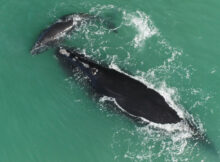 LAST OF THE RIGHT WHALES