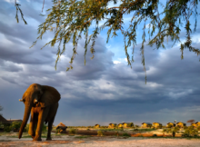 Elephant Refugees